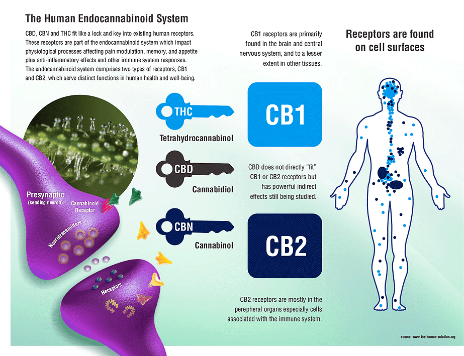 Endocannabinoid_System_Infographic