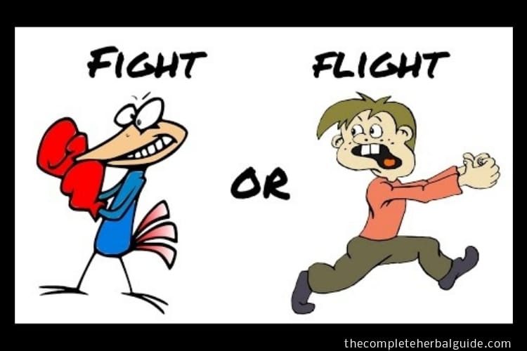fight or flight