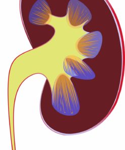 Kidney & Urinary Tract Health